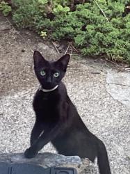Found/Stray Unknown Cat last seen Stenton and Mt Airy Avenues, Philadelphia, PA 19150