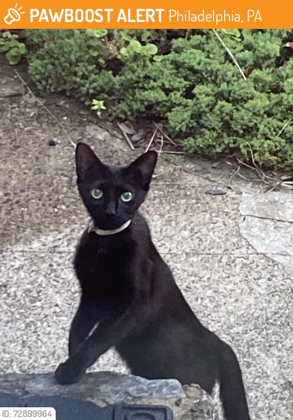 Found/Stray Unknown Cat last seen Stenton and Mt Airy Avenues, Philadelphia, PA 19150