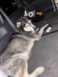 Found/Stray Female Dog last seen Roots at O’Conner , San Antonio, TX 78247