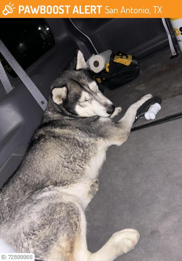 Found/Stray Female Dog last seen Roots at O’Conner , San Antonio, TX 78247