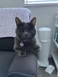Reunited Female Cat last seen kitridge rd, mariner dr, mystic drive., Dayton, OH 45424