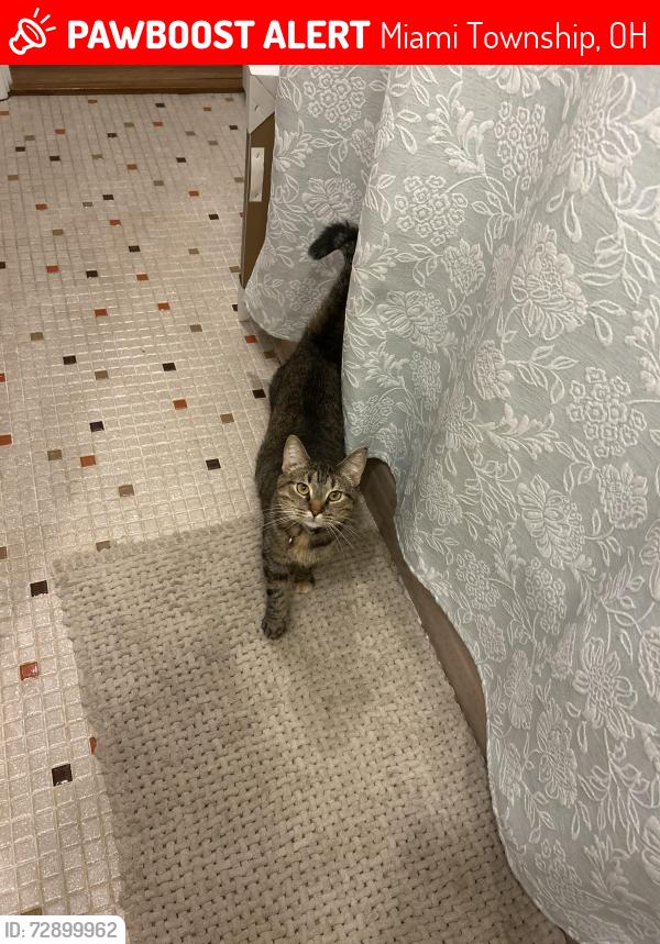 Lost Female Cat last seen Woods behind tanglewood drive , Miami Township, OH 45002