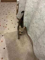 Lost Female Cat last seen Woods behind tanglewood drive , Miami Township, OH 45002
