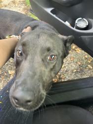 Found/Stray Unknown Dog last seen 53rd and Kercheval , Lawrence, IN 46226