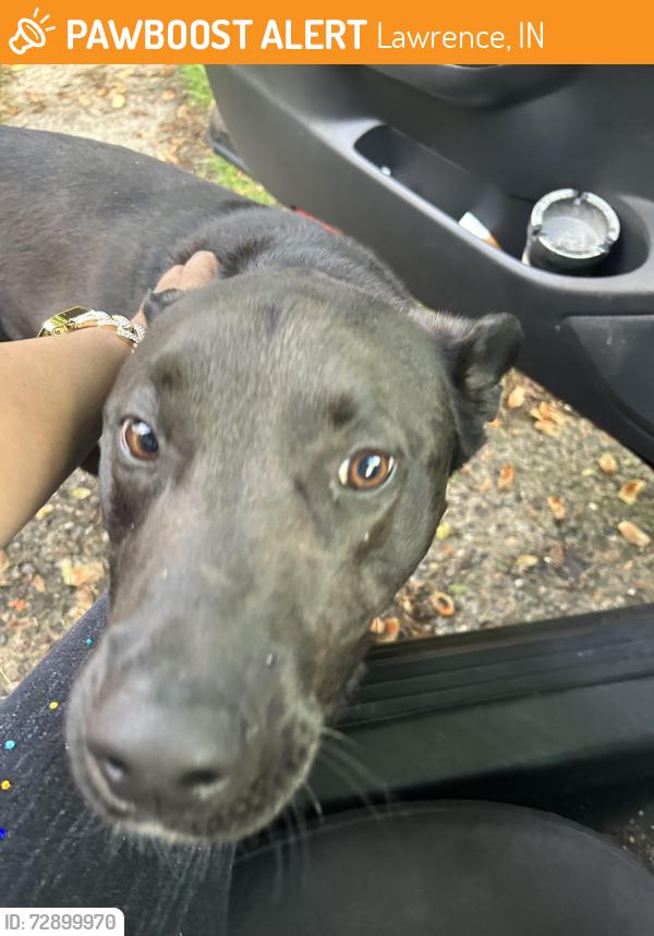 Found/Stray Unknown Dog last seen 53rd and Kercheval , Lawrence, IN 46226