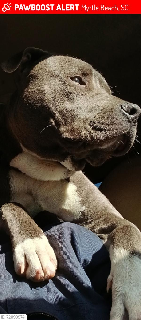 Lost Male Dog last seen Ocean Blvd., Myrtle Beach, SC 29577