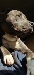 Lost Male Dog last seen Ocean Blvd., Myrtle Beach, SC 29577