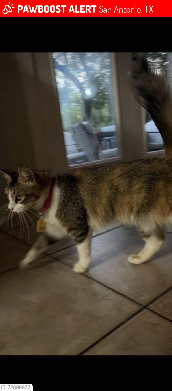 Lost Female Cat last seen Newoak park, San Antonio, TX 78230