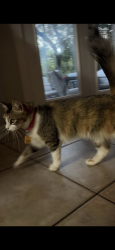Lost Female Cat last seen Newoak park, San Antonio, TX 78230