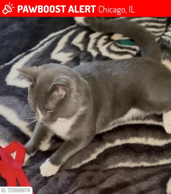 Lost Male Cat last seen Chicago midway airport, Chicago, IL 60638