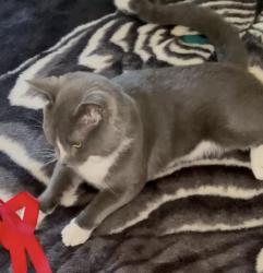 Lost Male Cat last seen Chicago midway airport, Chicago, IL 60638