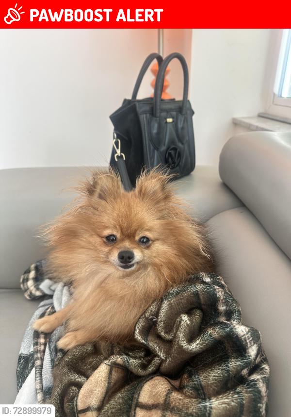 Lost Female Dog last seen Near NE 183 rd st north Miami Beach fl 33179, North Miami Beach, FL 33179