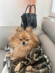 Lost Female Dog last seen Near NE 183 rd st north Miami Beach fl 33179, North Miami Beach, FL 33179