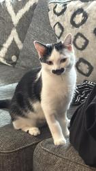 Reunited Female Cat last seen Guess Rd, Open Air Camp Rd , Durham, NC 27712