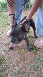 Lost Male Dog last seen Hunter St. Anderson, SC, Anderson, SC 29625