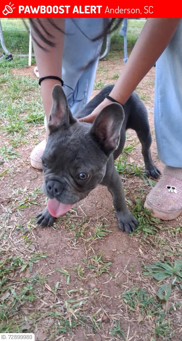 Lost Male Dog last seen Hunter St. Anderson, SC, Anderson, SC 29625