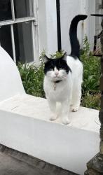 Reunited Male Cat last seen Oaklands Grove - Adelaide Grove , Greater London, England W12