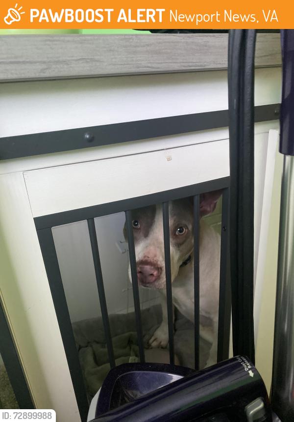 Found/Stray Male Dog last seen Red Oak Circle , Newport News, VA 23608