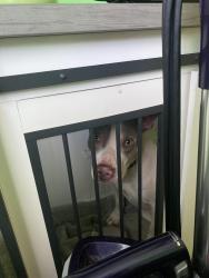 Found/Stray Male Dog last seen Red Oak Circle , Newport News, VA 23608