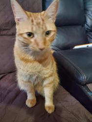 Found/Stray Male Cat last seen Near 70th Ave N , Pinellas Park, FL 33781