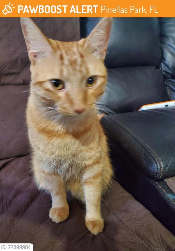 Found/Stray Male Cat last seen Near 70th Ave N , Pinellas Park, FL 33781
