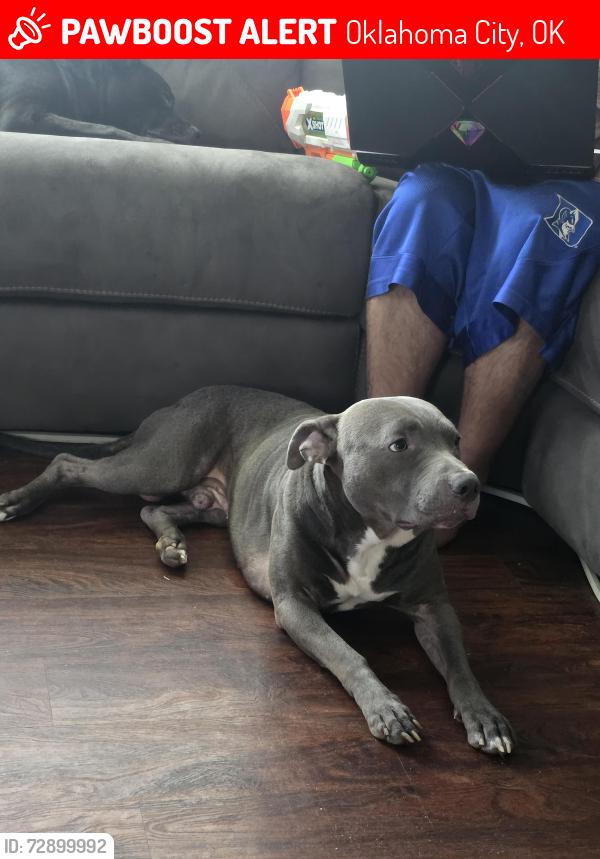 Lost Male Dog last seen 68th and penn, Oklahoma City, OK 73159