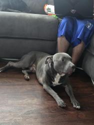 Lost Male Dog last seen 68th and penn, Oklahoma City, OK 73159