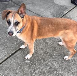 Reunited Male Dog last seen Eagle Crossing subdivision West of 56th & Raceway, Indianapolis, IN 46234