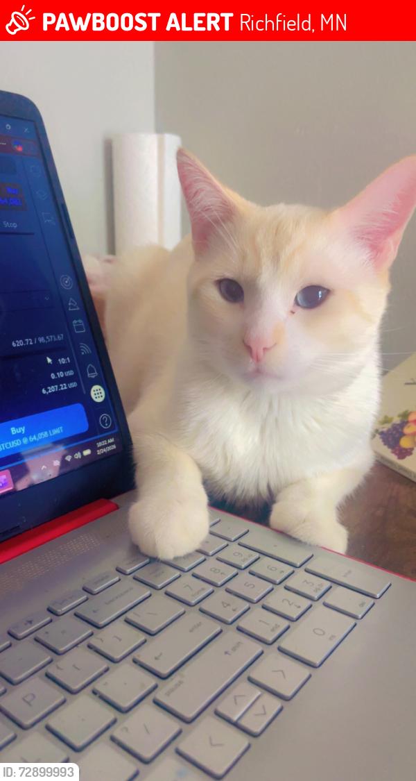 Lost Male Cat last seen Richfield , Richfield, MN 55423