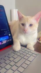 Lost Male Cat last seen Richfield , Richfield, MN 55423