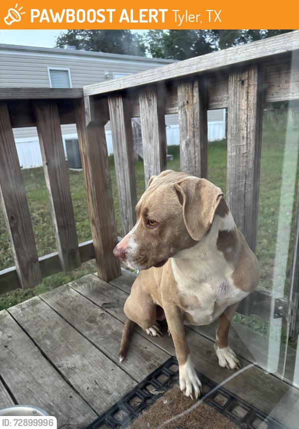 Found/Stray Female Dog last seen Pine Creek Ranch, Tyler, TX 75708