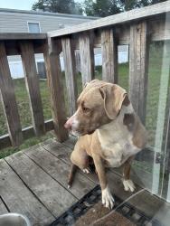 Found/Stray Female Dog last seen Pine Creek Ranch, Tyler, TX 75708