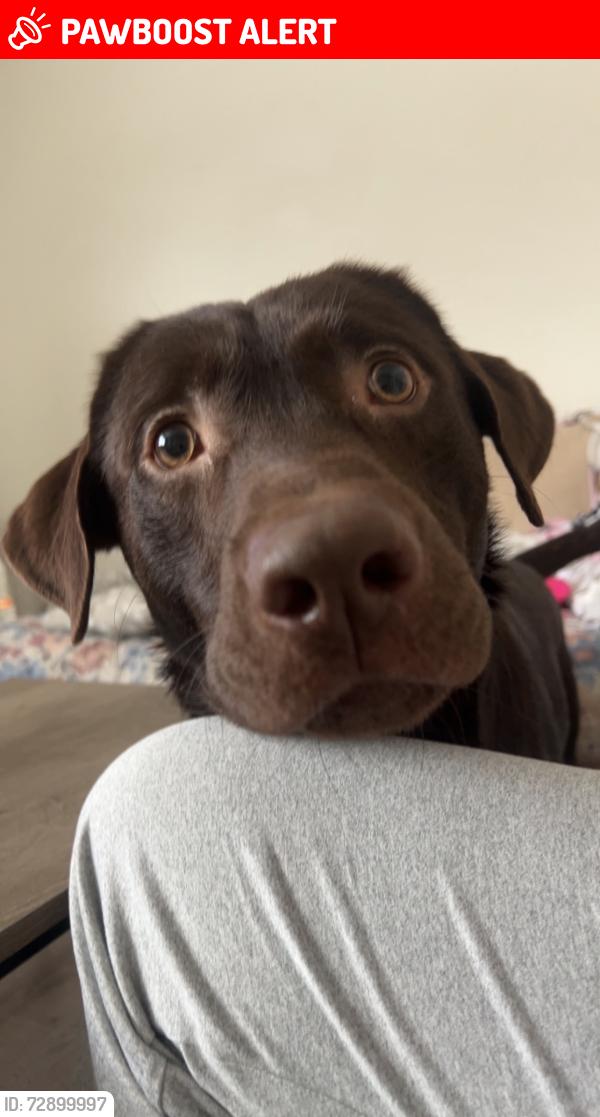 Lost Male Dog last seen right over the water on seven springs almost to 54, Seven Springs Homes, FL 34655