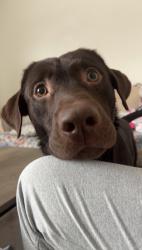 Lost Male Dog last seen right over the water on seven springs almost to 54, Seven Springs Homes, FL 34655