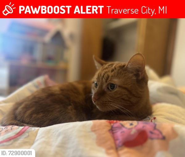 Lost Female Cat last seen Alley way leads to Oryana , Traverse City, MI 49684