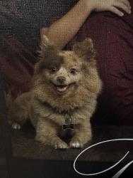 Reunited Male Dog last seen Orchards 152nd Padden, Vancouver, WA 98682