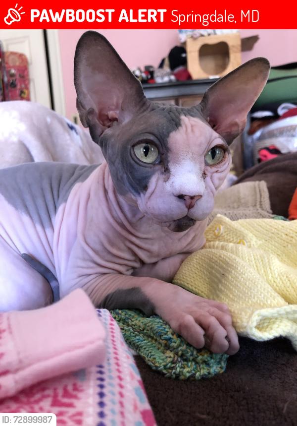 Lost Male Cat last seen Near Hobart St. Springdale MD, Springdale, MD 20774