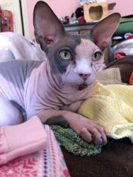Lost Male Cat last seen Near Hobart St. Springdale MD, Springdale, MD 20774