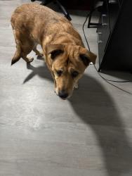 Lost Female Dog last seen Northeast Elementary , Kinston, NC 28501
