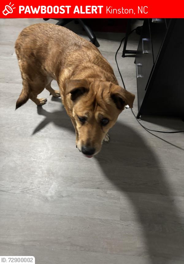 Lost Female Dog last seen Northeast Elementary , Kinston, NC 28501