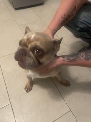 Found/Stray Female Dog last seen Port St. Lucie blvd , Harris County, TX 77447