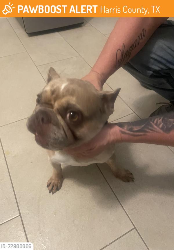 Found/Stray Female Dog last seen Port St. Lucie blvd , Harris County, TX 77447