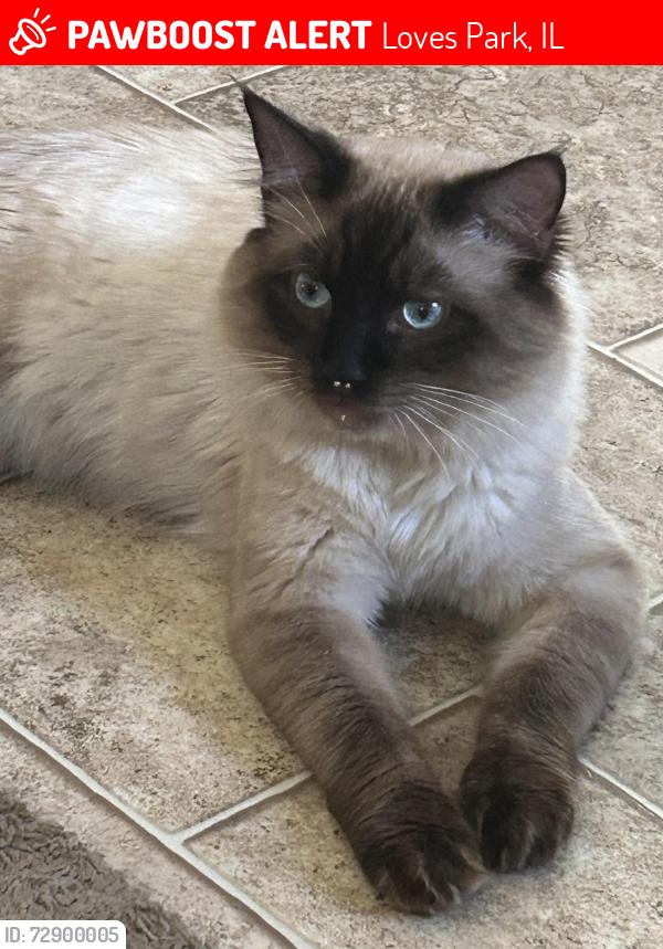 Lost Male Cat last seen Forest Hills Community Park (Mobile Home Park), Loves Park, IL 61111