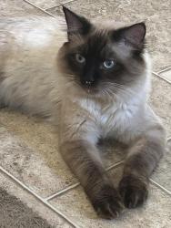 Lost Male Cat last seen Forest Hills Community Park (Mobile Home Park), Loves Park, IL 61111