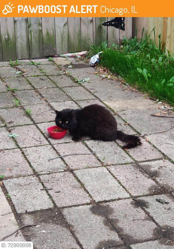 Found/Stray Unknown Cat last seen Damen and 6800 street not place , Chicago, IL 60636