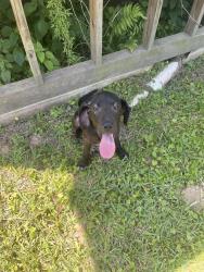 Found/Stray Male Dog last seen Firetower Rd and Tommy Smith Rd, Montgomery County, TX 77306