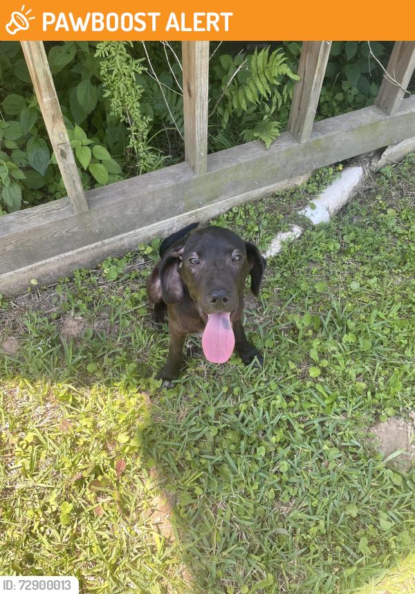 Found/Stray Male Dog last seen Firetower Rd and Tommy Smith Rd, Montgomery County, TX 77306