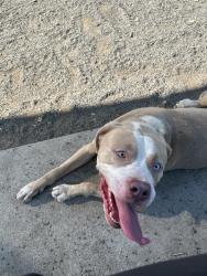 Found/Stray Male Dog last seen Dog park , Newark, NJ 07107