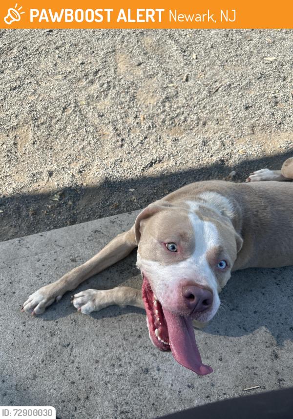 Found/Stray Male Dog last seen Dog park , Newark, NJ 07107