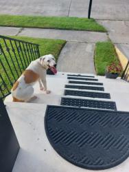 Found/Stray Unknown Dog last seen Gannon , New Orleans, LA 70128